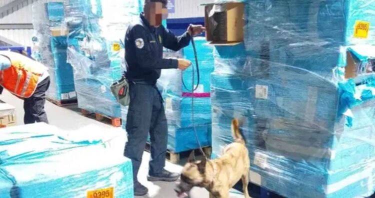 Marina intercepta más de una tonelada de cigarros ilegales en el Aeropuerto de la Ciudad de México
