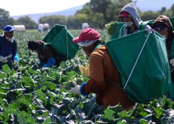 México pérdida alimentos que produce