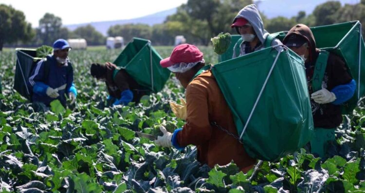 México pérdida alimentos que produce