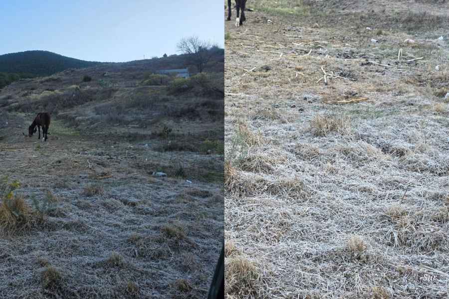 Se registran heladas inusuales en El Orito en Galeana, Nuevo León