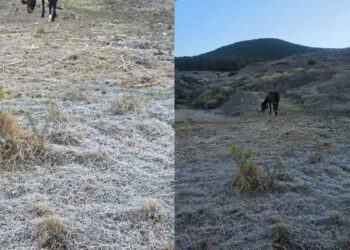 Se registran heladas inusuales en ‘El Orito’ en Galeana, Nuevo León