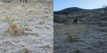 Se registran heladas inusuales en ‘El Orito’ en Galeana, Nuevo León