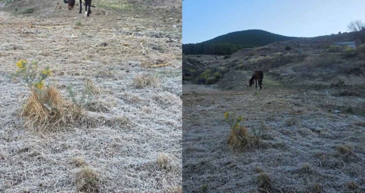 Se registran heladas inusuales en ‘El Orito’ en Galeana, Nuevo León