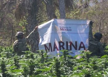 Semar localiza siete plantíos de marihuana y una bodega con precursores químicos en Sinaloa