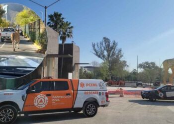 Antílope suelto moviliza a Protección Civil en Guadalupe, Nuevo León