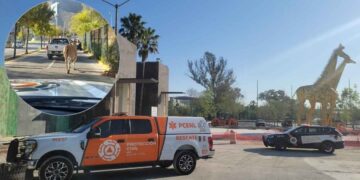 Antílope suelto moviliza a Protección Civil en Guadalupe, Nuevo León