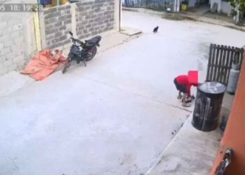 Video provoca indignación por presunto maltrato contra una gatita en Altamira, Tamaulipas