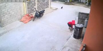 Video provoca indignación por presunto maltrato contra una gatita en Altamira, Tamaulipas