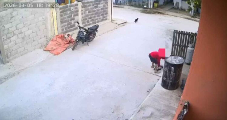 Video provoca indignación por presunto maltrato contra una gatita en Altamira, Tamaulipas