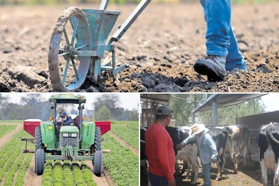 actividad agropecuaria en Altamira