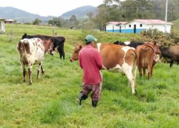 actividad agropecuaria en Altamira