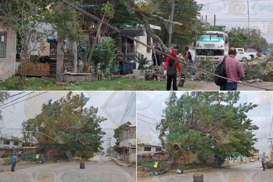 árbol cae casa Altamira