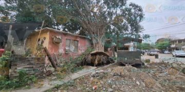 árbol cae casa Altamira