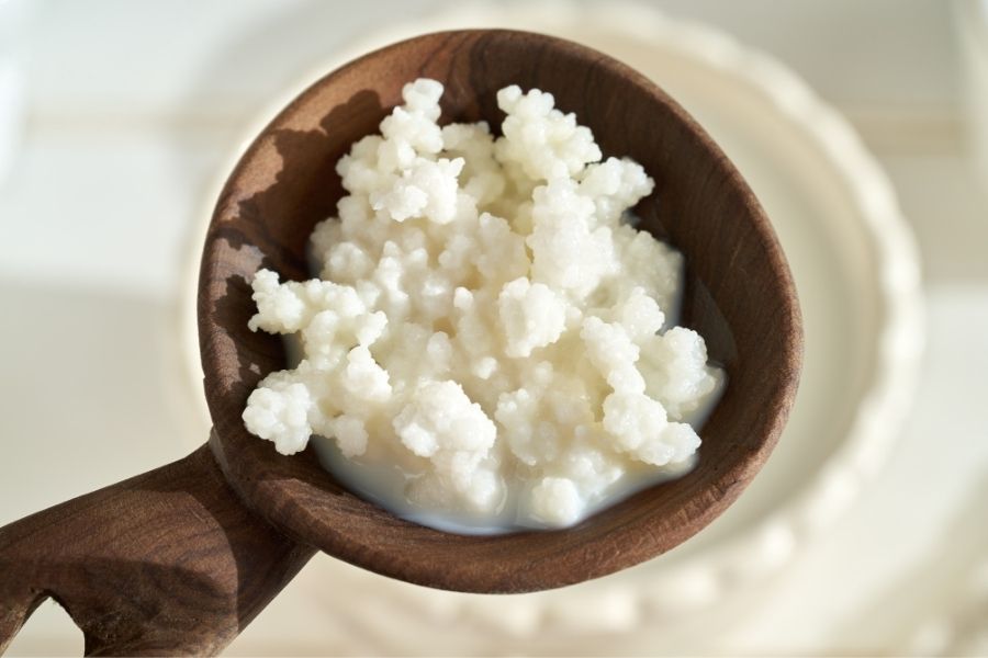 búlgaros de leche cuidados