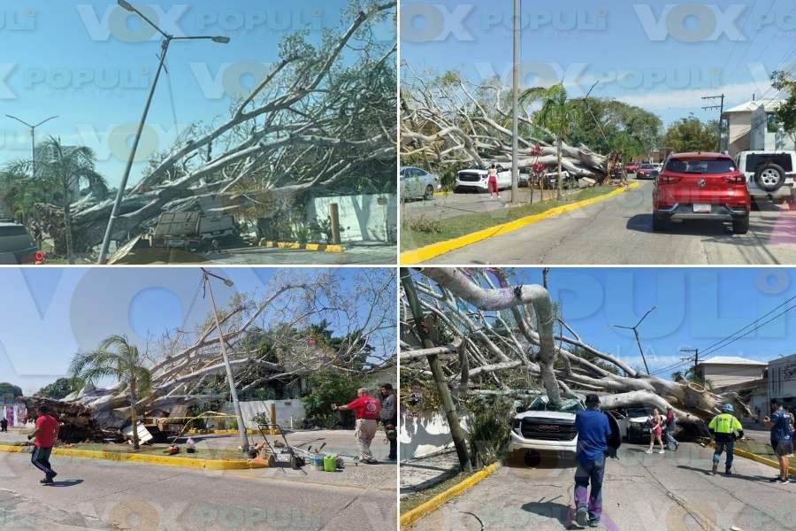 caída de árbol hoy en Tampico
