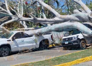 caída de árbol hoy en Tampico
