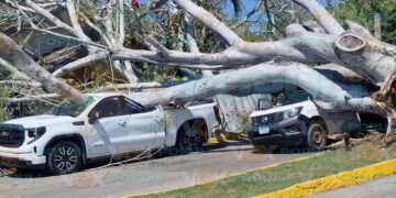 caída de árbol hoy en Tampico