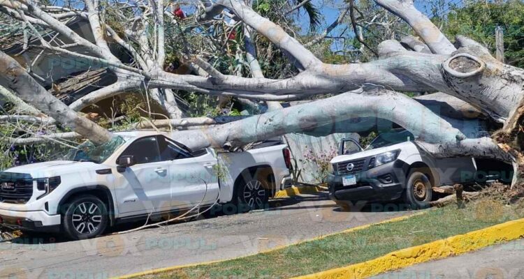 caída de árbol hoy en Tampico