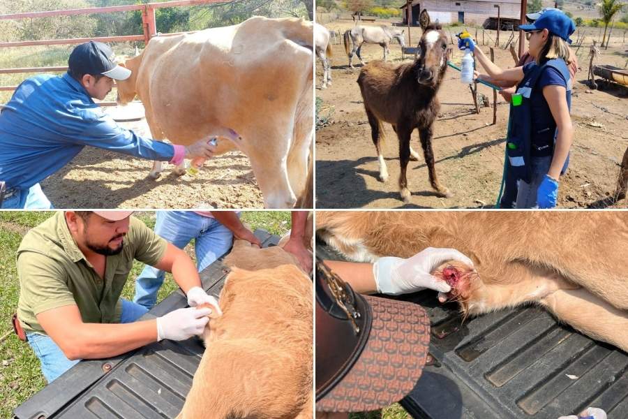 cercanía del gusano barrenador con Tamaulipas