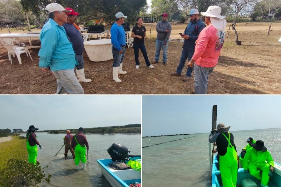 cultivo de ostión en Tamaulipas 2026