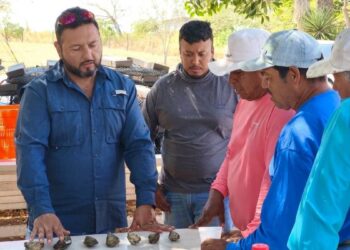 cultivo de ostión en Tamaulipas 2026