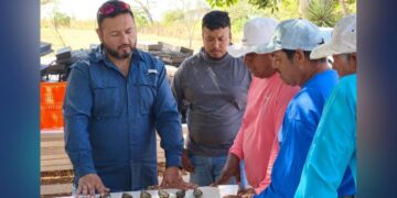 cultivo de ostión en Tamaulipas 2026