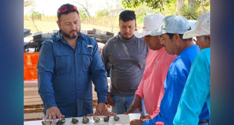 cultivo de ostión en Tamaulipas 2026