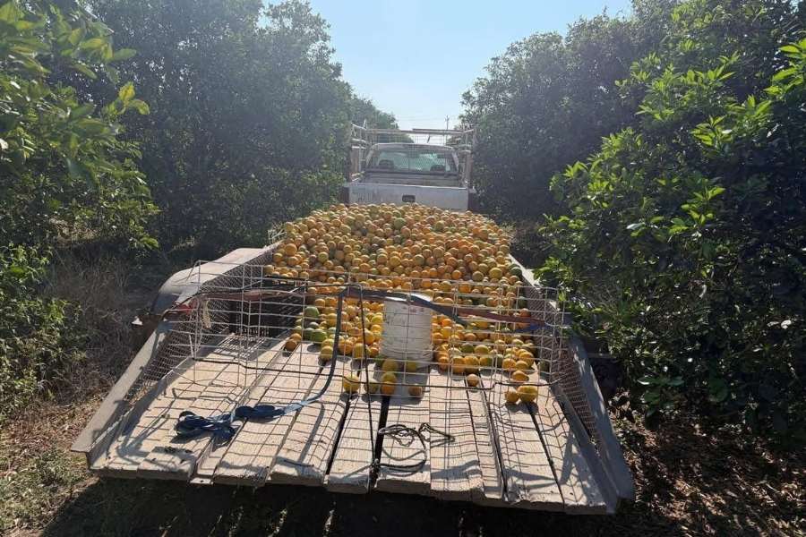 detención de cortadores de naranja en Padilla