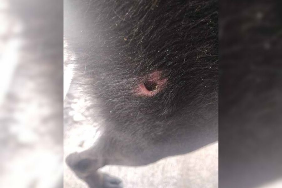 gusano barrenador en perros Ciudad Victoria