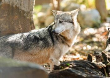 nuevas especies Zoológico Tamatán