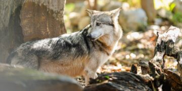 nuevas especies Zoológico Tamatán