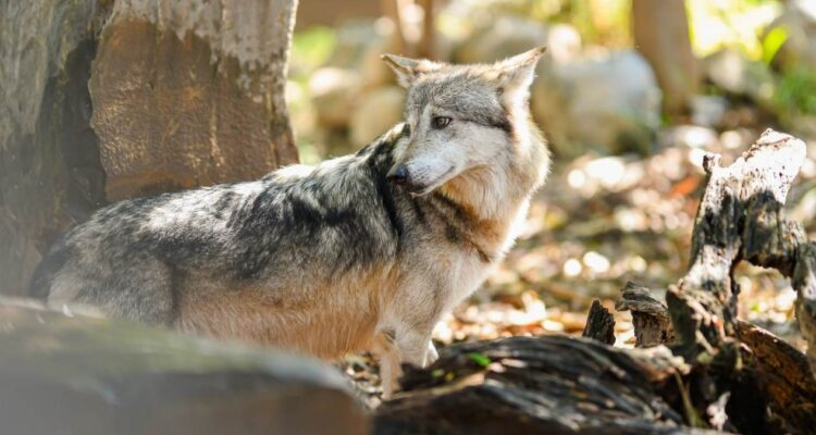 nuevas especies Zoológico Tamatán