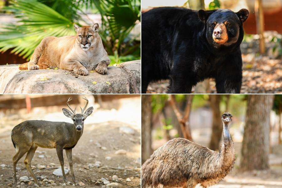 nuevas especies Zoológico Tamatán