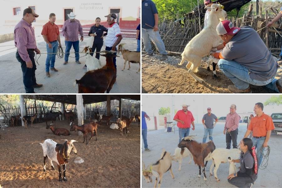 sementales caprinos en Jaumave