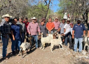sementales caprinos en Jaumave