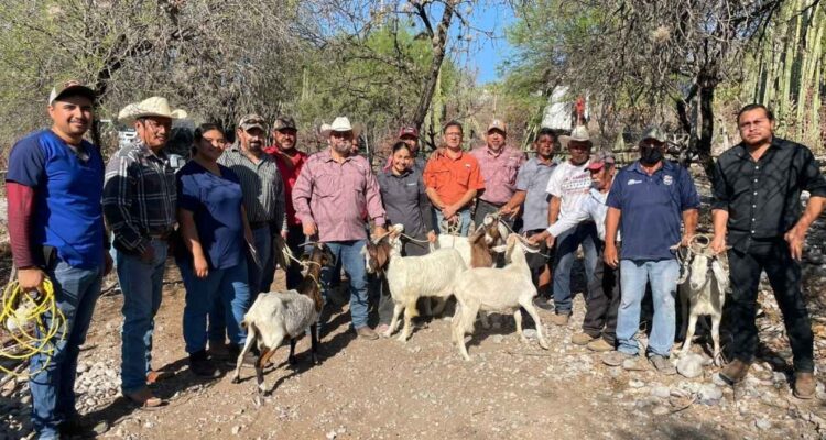 sementales caprinos en Jaumave