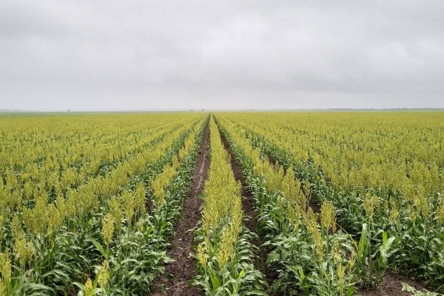 Siembra de sorgo en el norte de Tamaulipas