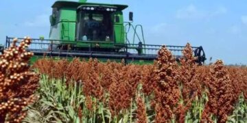 siembra de sorgo Tamaulipas 2026