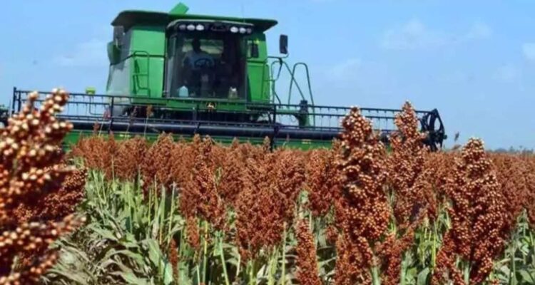 siembra de sorgo Tamaulipas 2026