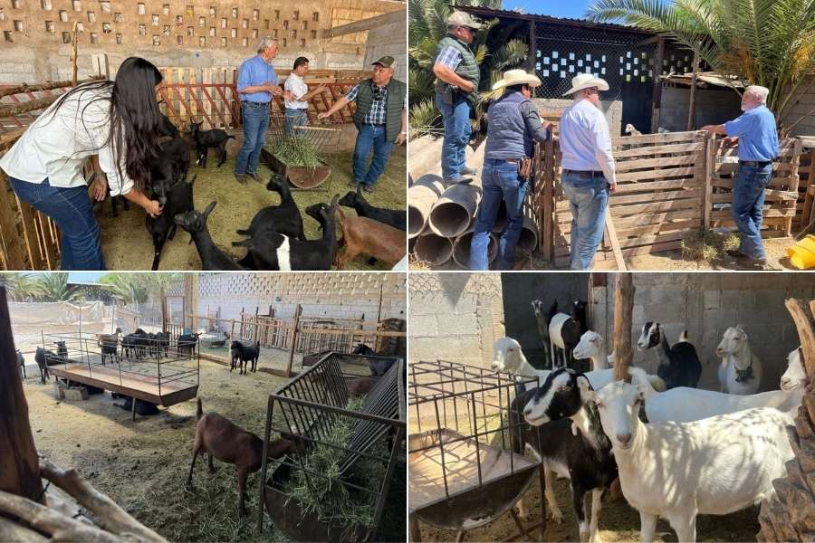 Tamaulipas en Festival del Cabrito 2026