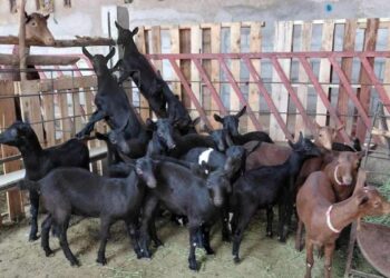 Tamaulipas en Festival del Cabrito 2026