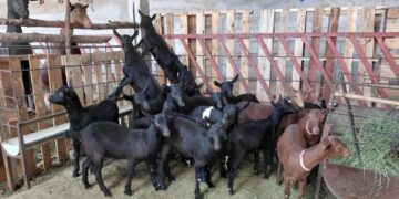 Tamaulipas en Festival del Cabrito 2026