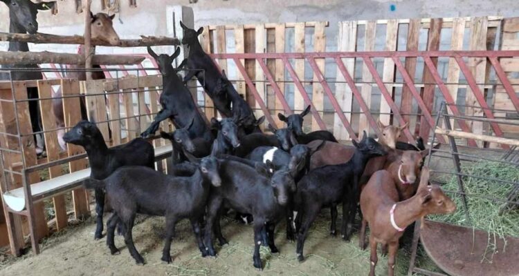 Tamaulipas en Festival del Cabrito 2026