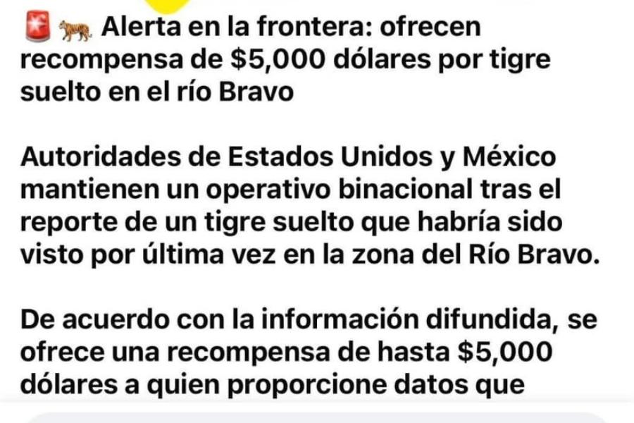 tigre suelto en Nuevo Laredo