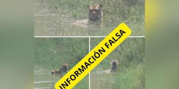 tigre suelto en Nuevo Laredo