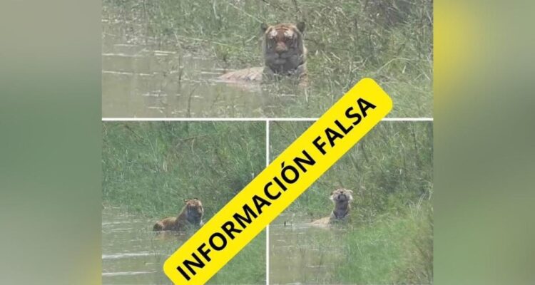 tigre suelto en Nuevo Laredo