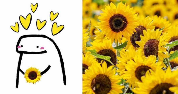 ¿Cuál es el significado de que te regalen flores amarillas este 21 de marzo?