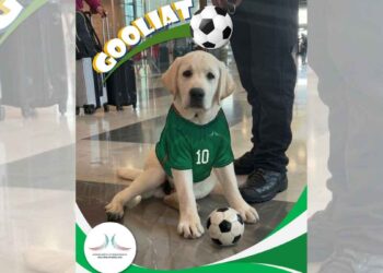 AIFA presenta a Goliat, nuevo integrante del equipo canino de apoyo emocional previo al Mundial de 2026