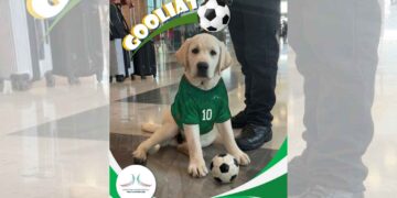 AIFA presenta a Goliat, nuevo integrante del equipo canino de apoyo emocional previo al Mundial de 2026