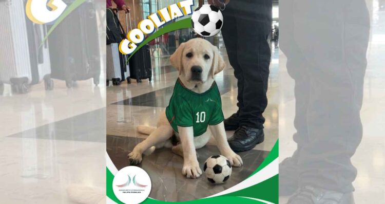 AIFA presenta a Goliat, nuevo integrante del equipo canino de apoyo emocional previo al Mundial de 2026